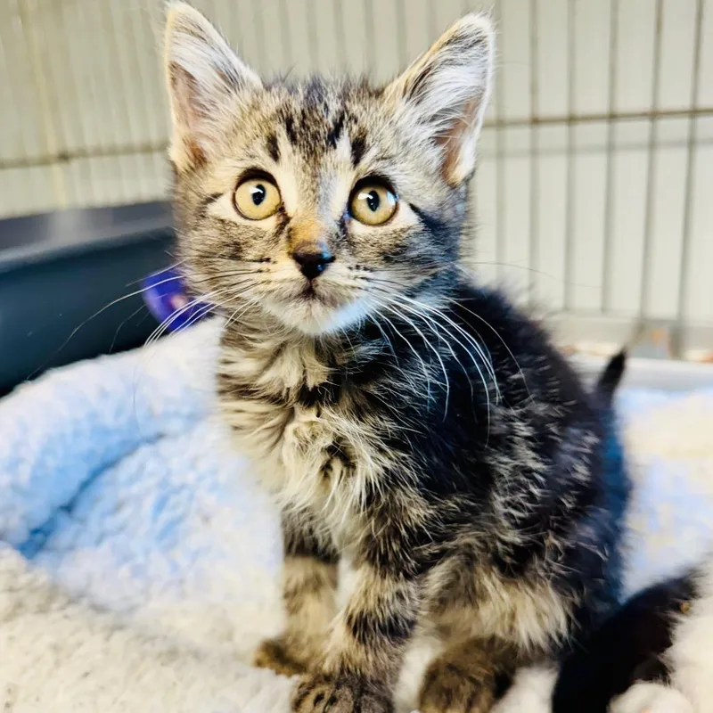 A baby small-sized male Brown / Chocolate Domestic Short Hair cat named Graham for adoption in Lebanon, MO