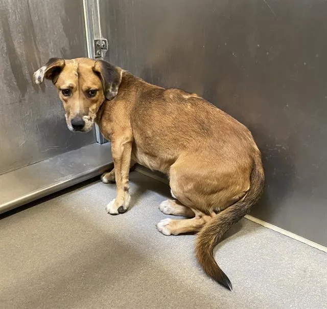A young medium-sized male Australian Cattle Dog / Blue Heeler dog named Briar for adoption in Modesto, CA