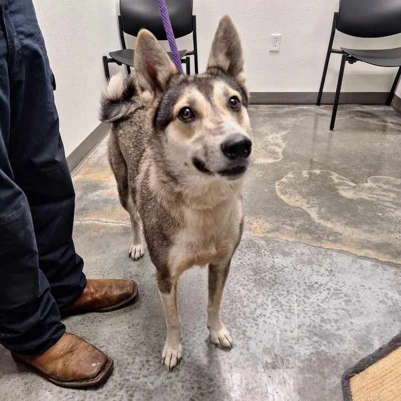 A young medium-sized female Husky dog named Babie for adoption in Gautier, MS