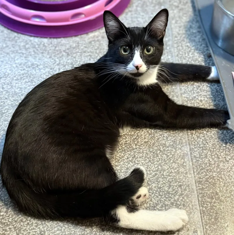 A baby small-sized male Black & White / Tuxedo Domestic Short Hair cat named Dennis for adoption in Pittsburgh, PA