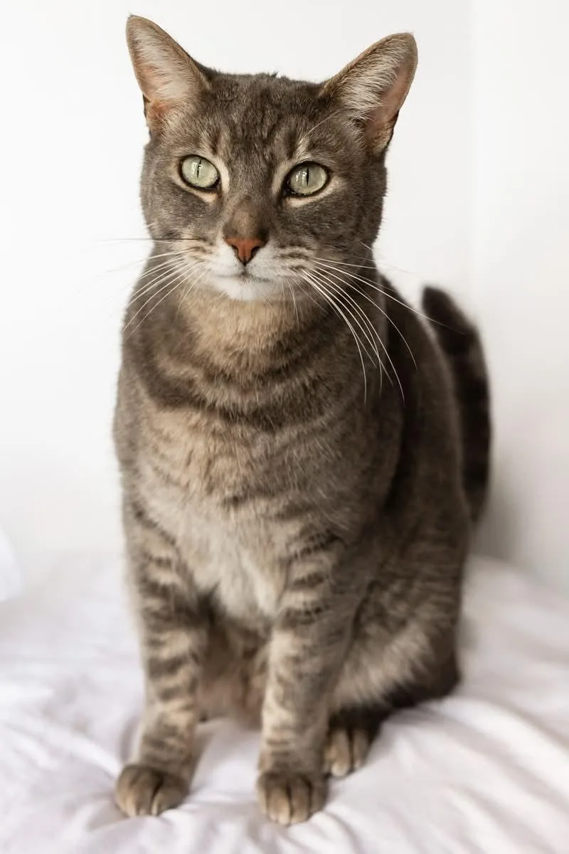 An adult medium-sized male Tabby (Gray / Blue / Silver) Domestic Short Hair cat named Rollie for adoption in Rowland Heights, CA