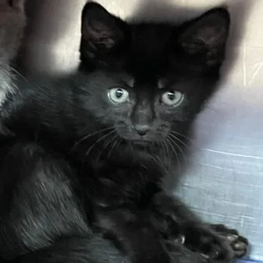 A baby small-sized male Black Domestic Short Hair cat named Scooby Doo for adoption in Austin, TX