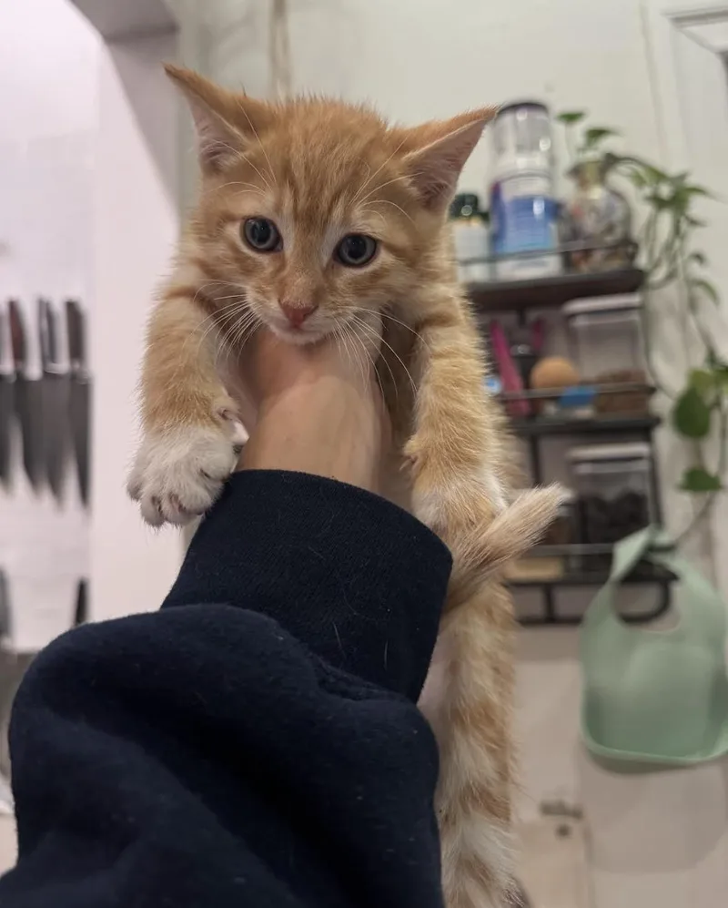 A baby medium-sized male Orange & White Domestic Short Hair cat named Baloo for adoption in New York, NY