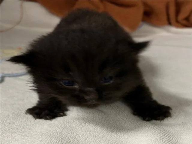 A baby small-sized male Domestic Short Hair cat named Singer for adoption in Derwood, MD