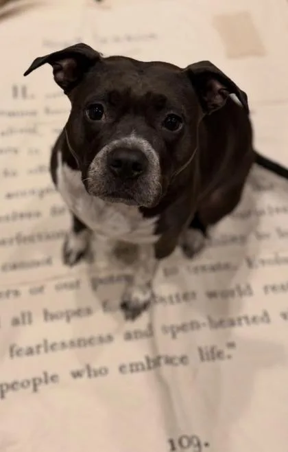 An adult large-sized female Pit Bull Terrier dog named Yoshi for adoption in Atlanta, GA