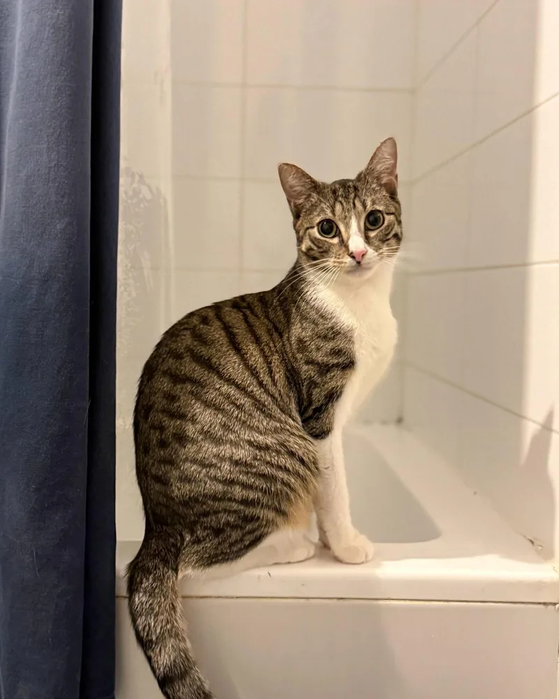 Frederick thumbnail 2