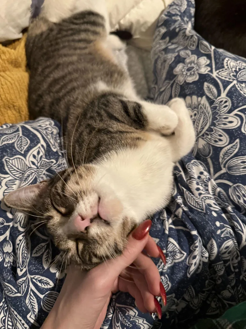 Frederick thumbnail 3