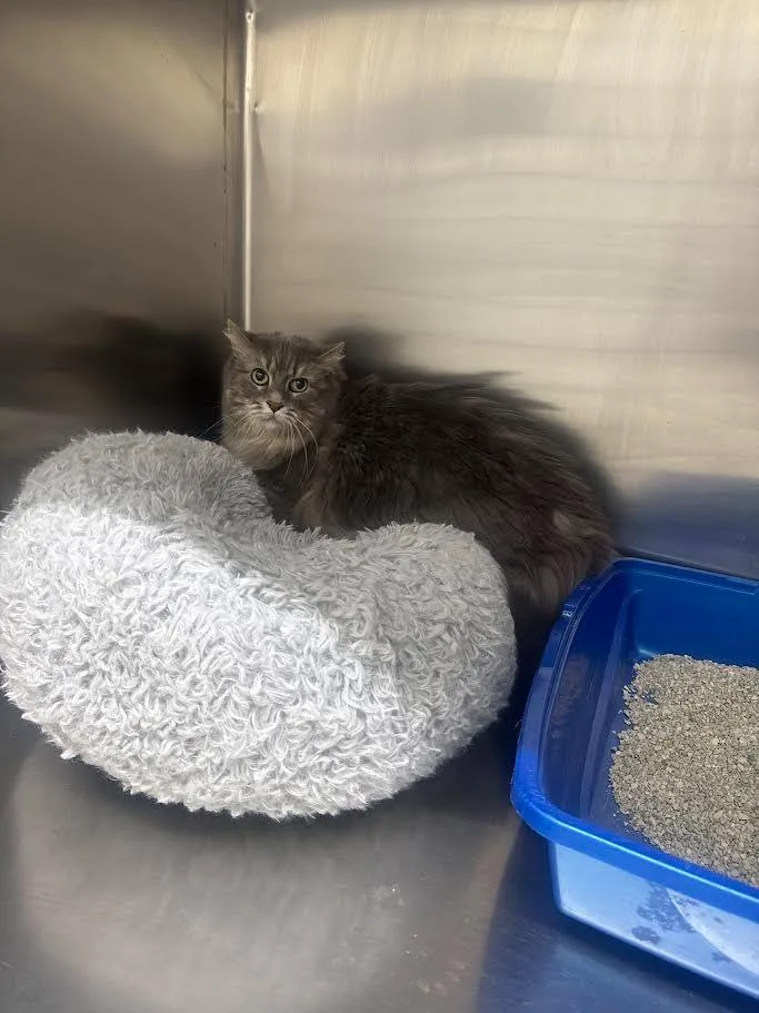 An adult large-sized female Domestic Long Hair cat named Grace for adoption in Glenfield, NY