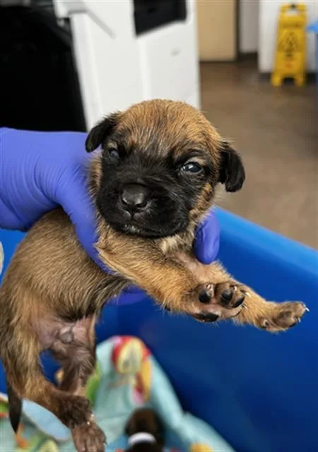 A baby large-sized male Mixed Breed dog named Thomas for adoption in Dallas, TX