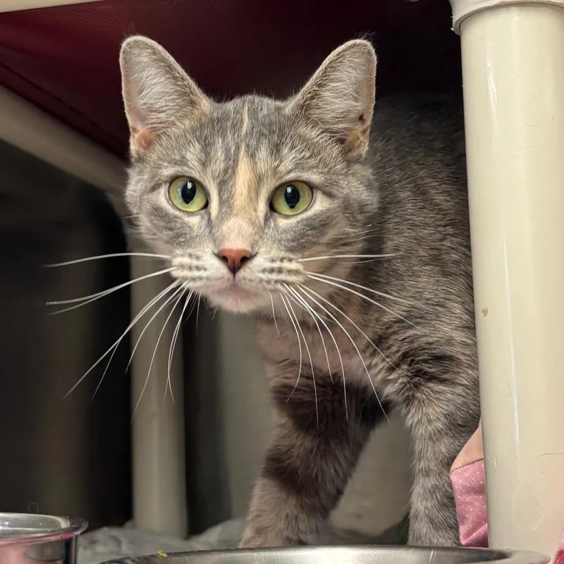 A young medium-sized female Calico Domestic Short Hair cat named Saffy for adoption in Chippewa Falls, WI