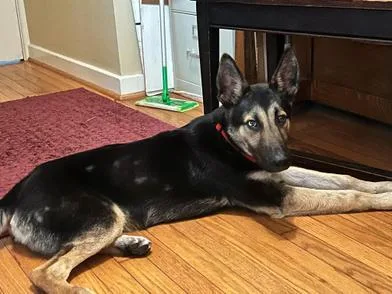 A baby medium-sized male Black German Shepherd Dog dog named Radar for adoption in Liverpool, TX