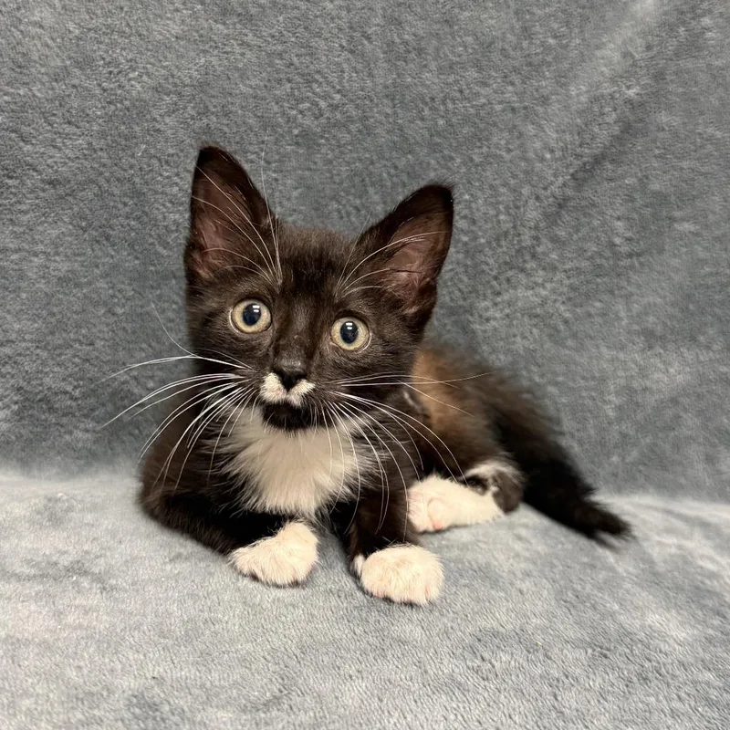 A baby medium-sized female Domestic Short Hair cat named Miley for adoption in Brenham, TX