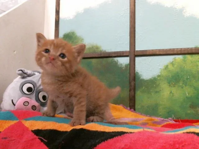 A baby small-sized female Domestic Short Hair cat named Andy for adoption in Houston, TX