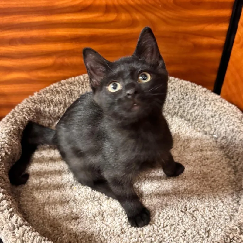 A baby medium-sized female Black Domestic Short Hair cat named Frisky for adoption in Jupiter, FL