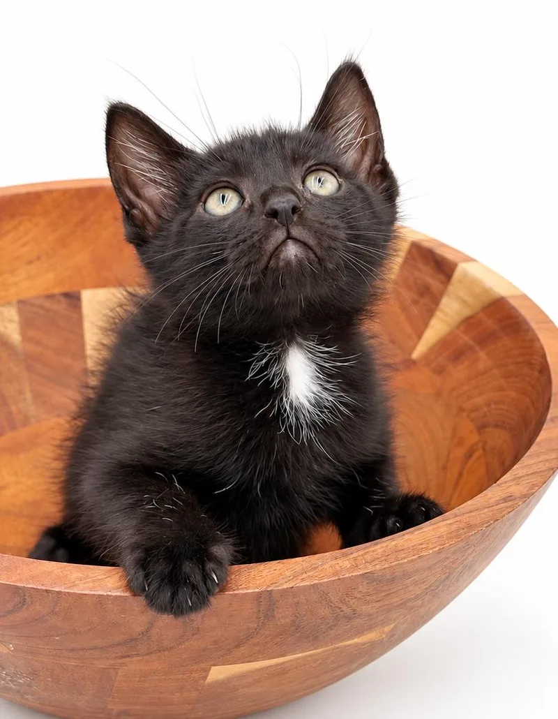 A baby small-sized female Black Bombay cat named Banana is just a for adoption in Bedford Hills, NY