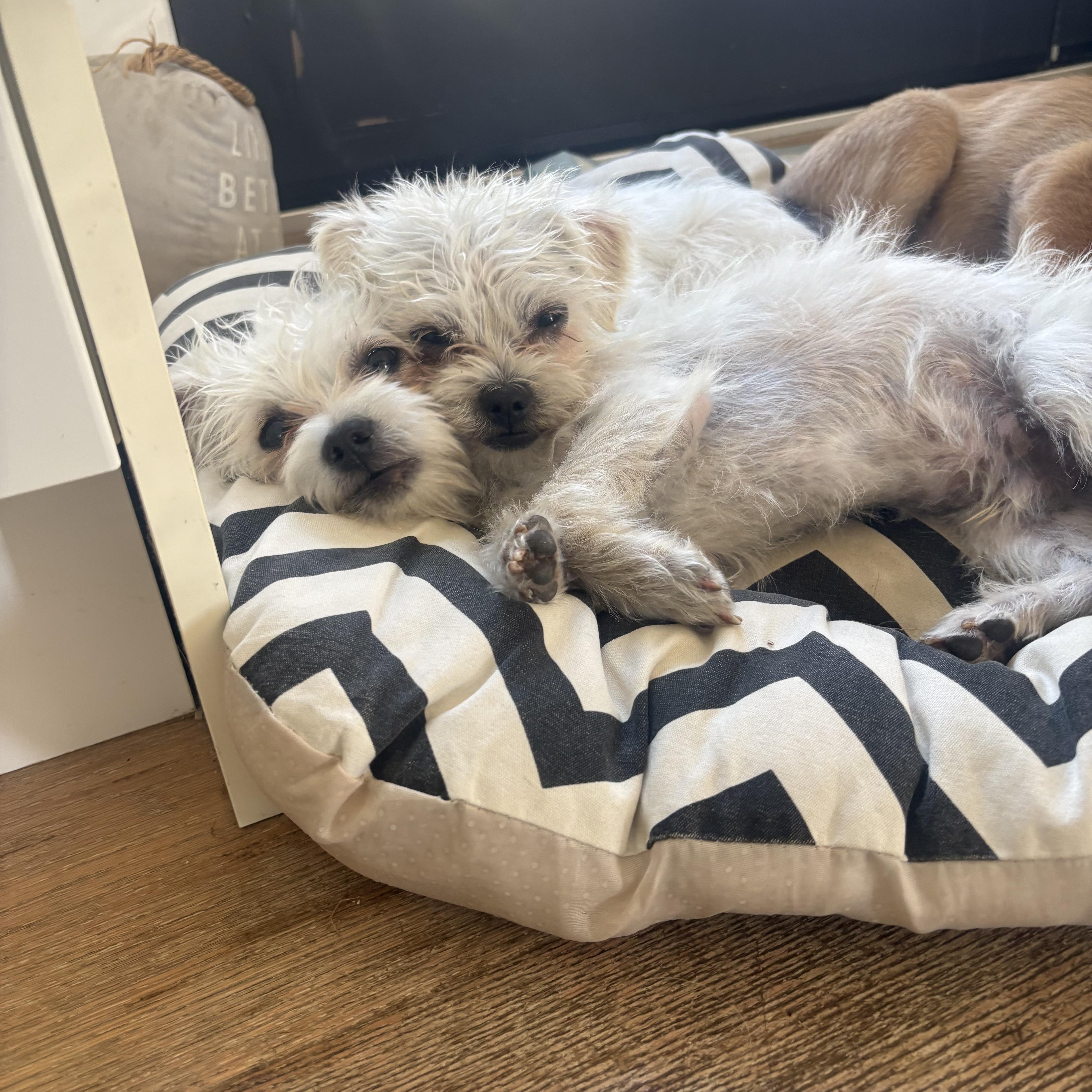 Chacha & Churro Bonded