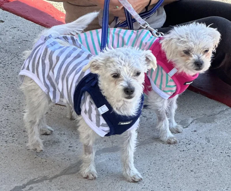Chacha & Churro Bonded thumbnail 3