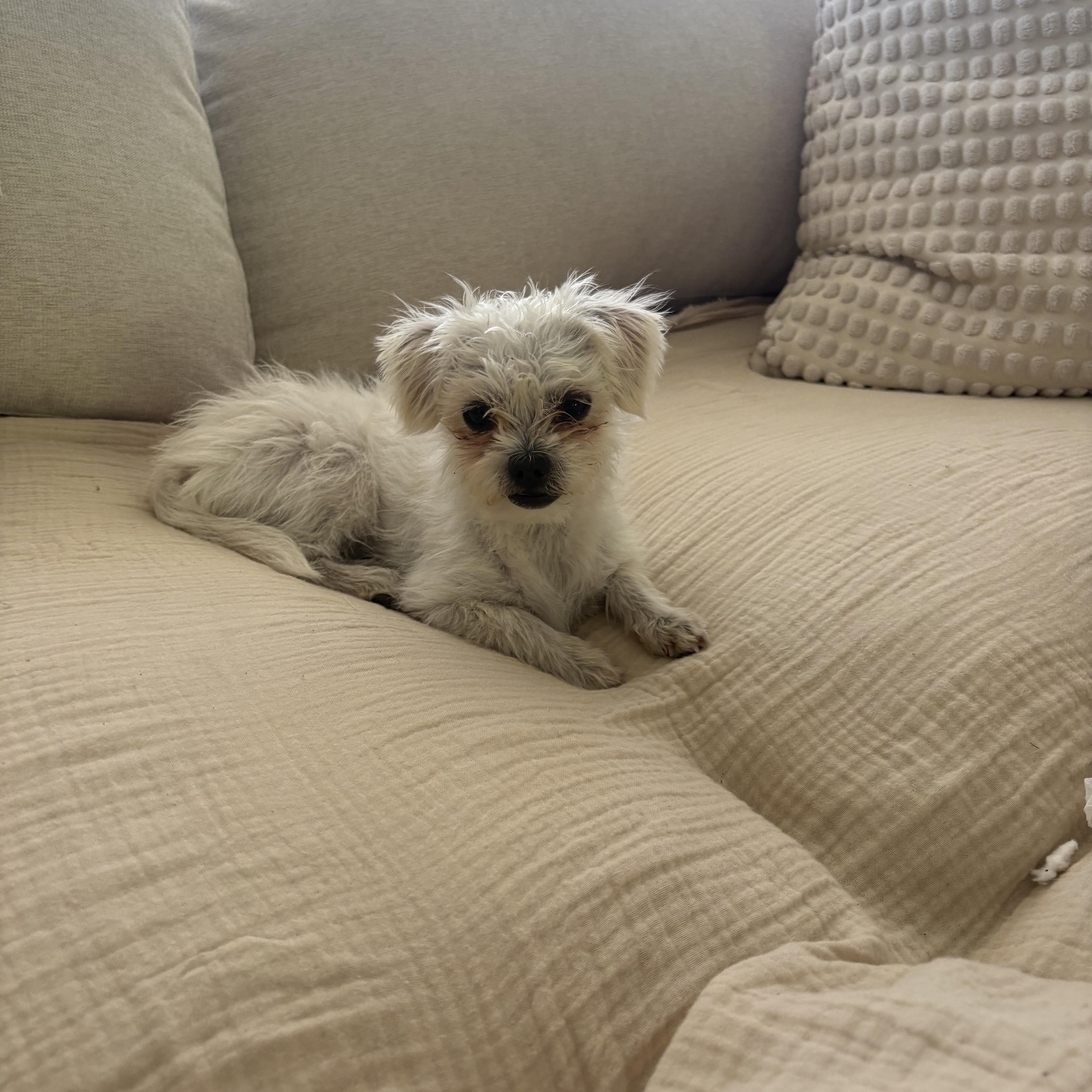 Chacha & Churro Bonded thumbnail 4