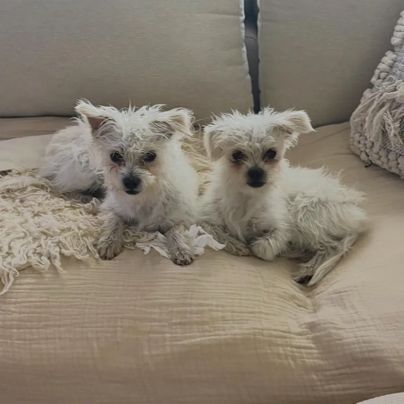Chacha & Churro Bonded thumbnail 5