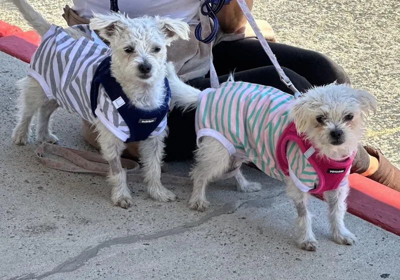 Chacha & Churro Bonded thumbnail 6