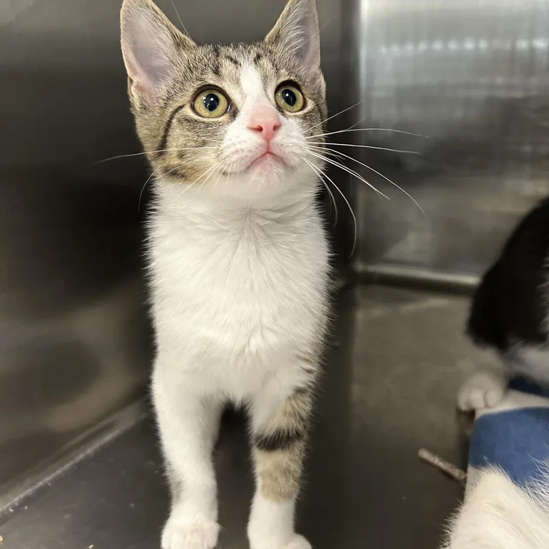A baby medium-sized female Tabby (Brown / Chocolate) Domestic Short Hair cat named Farley  of for adoption in La Grange Park, IL