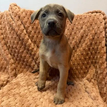 A baby small-sized female Mixed Breed dog named Princess Pocahontas for adoption in Janesville, WI