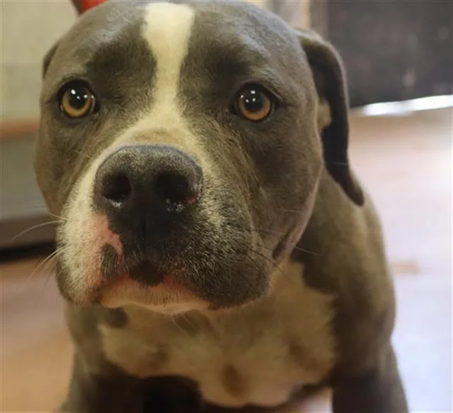 An adult medium-sized female Mixed Breed dog named Abaga for adoption in Columbia, SC