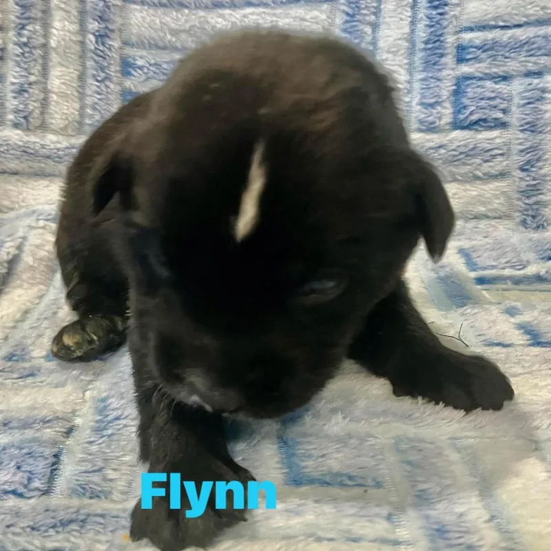 A baby small-sized male Black German Shepherd Dog dog named Flynn for adoption in Chillicothe, IL