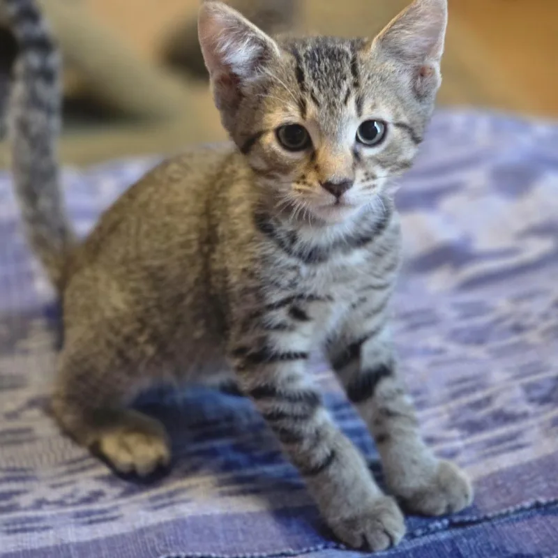 A baby small-sized female Domestic Short Hair cat named Slate for adoption in Cumming, GA