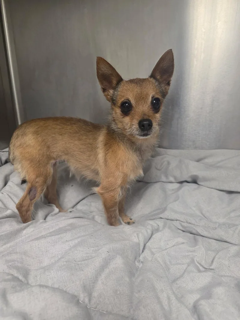 A senior small-sized female Chihuahua dog named Eleanor for adoption in Catasauqua, PA