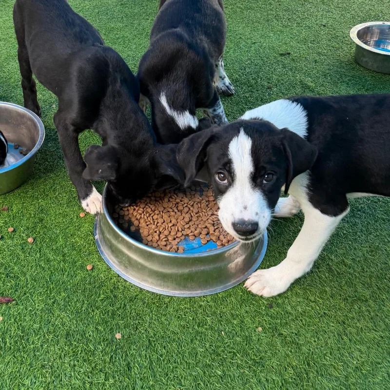A baby medium-sized female Labrador Retriever dog named Falcon for adoption in Sarasota, FL