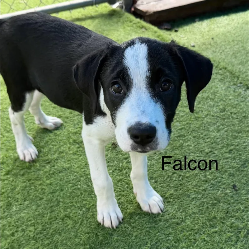 Falcon thumbnail 3