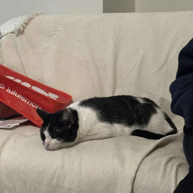 An adult medium-sized female White Domestic Short Hair cat named Cha Cha for adoption in New York, NY