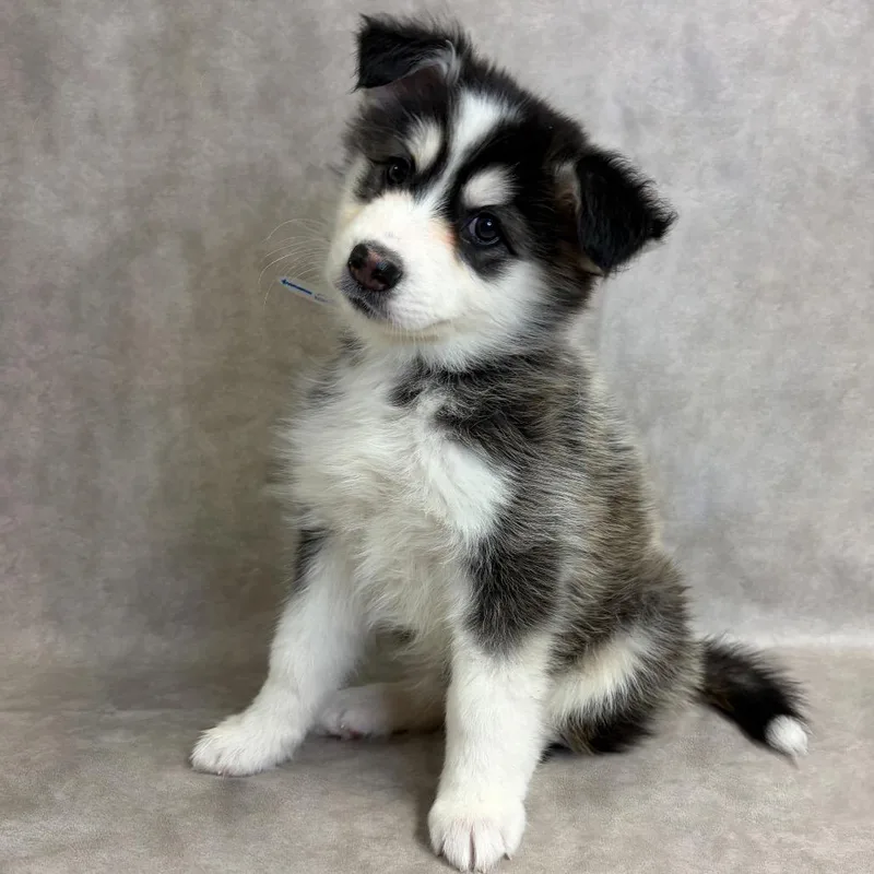 A baby small-sized female Siberian Husky dog named Kiki for adoption in Parker, CO