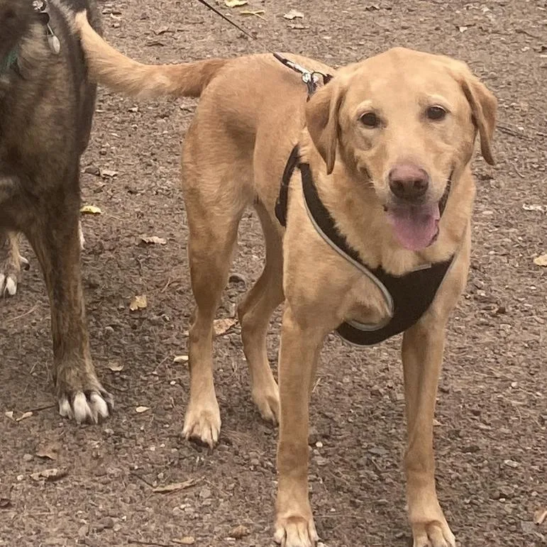 An adult medium-sized female Yellow Labrador Retriever dog named Maru D for adoption in Princeton, MN
