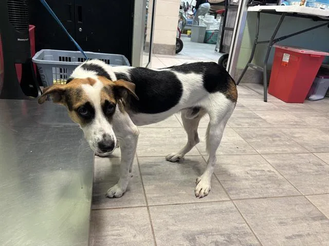 A young medium-sized male Foxhound dog named Copper for adoption in Grand Prairie, TX