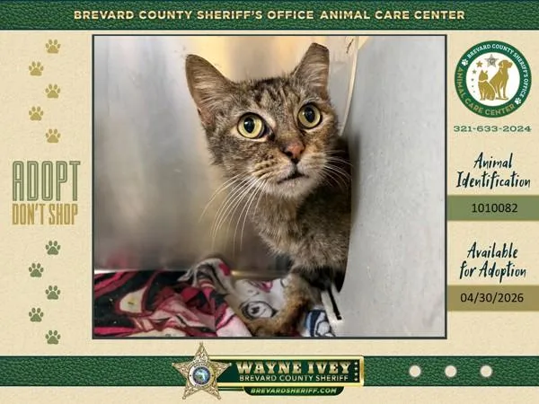A senior small-sized female Domestic Short Hair cat named Nugget for adoption in Melbourne, FL