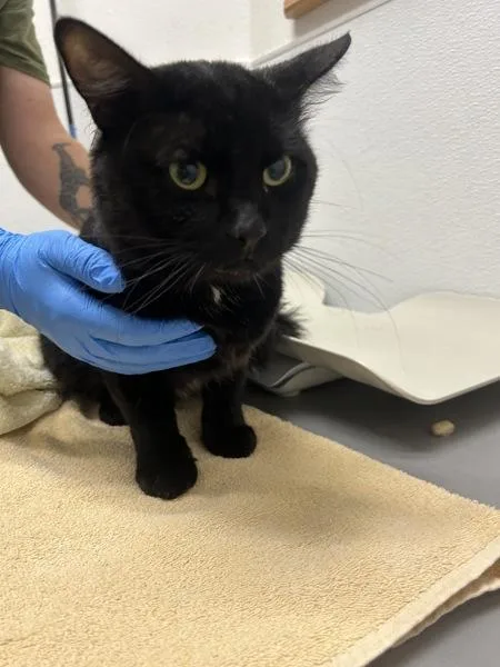 An adult large-sized male Domestic Short Hair cat named Jake for adoption in Silverdale, WA