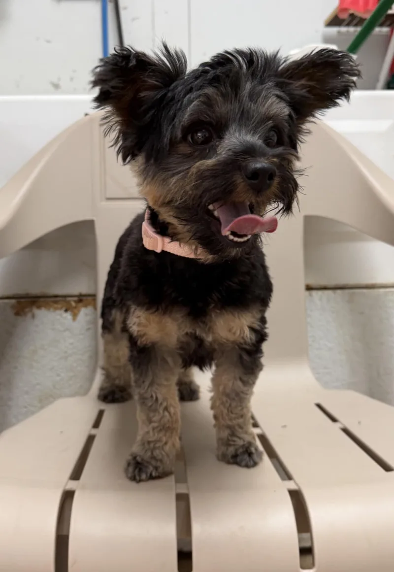 A young small-sized female Bicolor Yorkshire Terrier dog named Scarlett for adoption in Talbott, TN