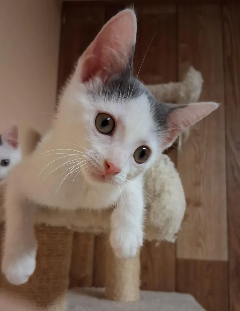 A baby medium-sized female White Domestic Short Hair cat named Florence for adoption in Wayne, NJ