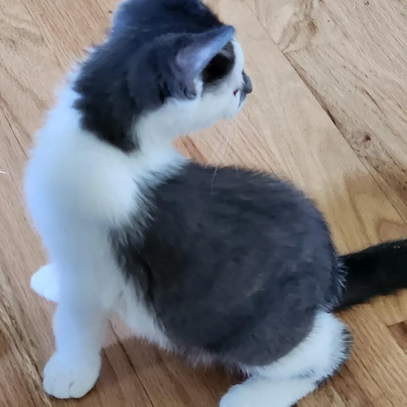 A baby small-sized male Gray / Blue / Silver Domestic Short Hair cat named Ash for adoption in Traverse City, MI