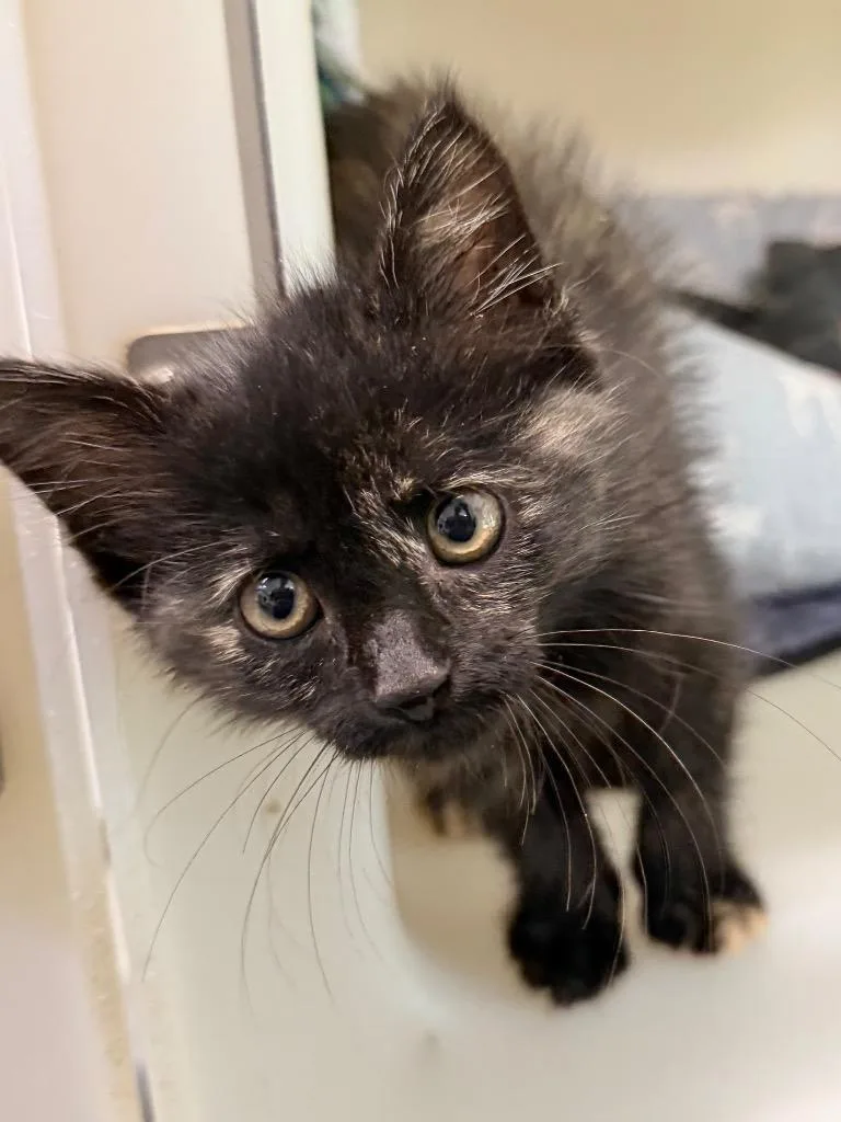A baby medium-sized female Domestic Short Hair cat named Mystic for adoption in Menomonie, WI