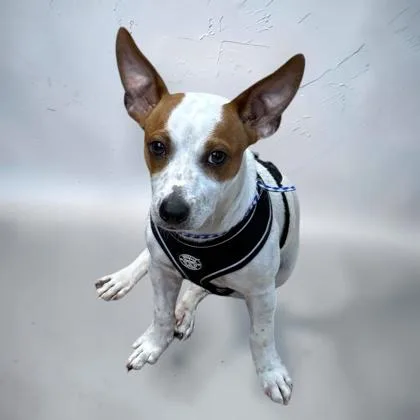 A baby small-sized male Parson Russell Terrier dog named Wishbone for adoption in Cumberland, MD