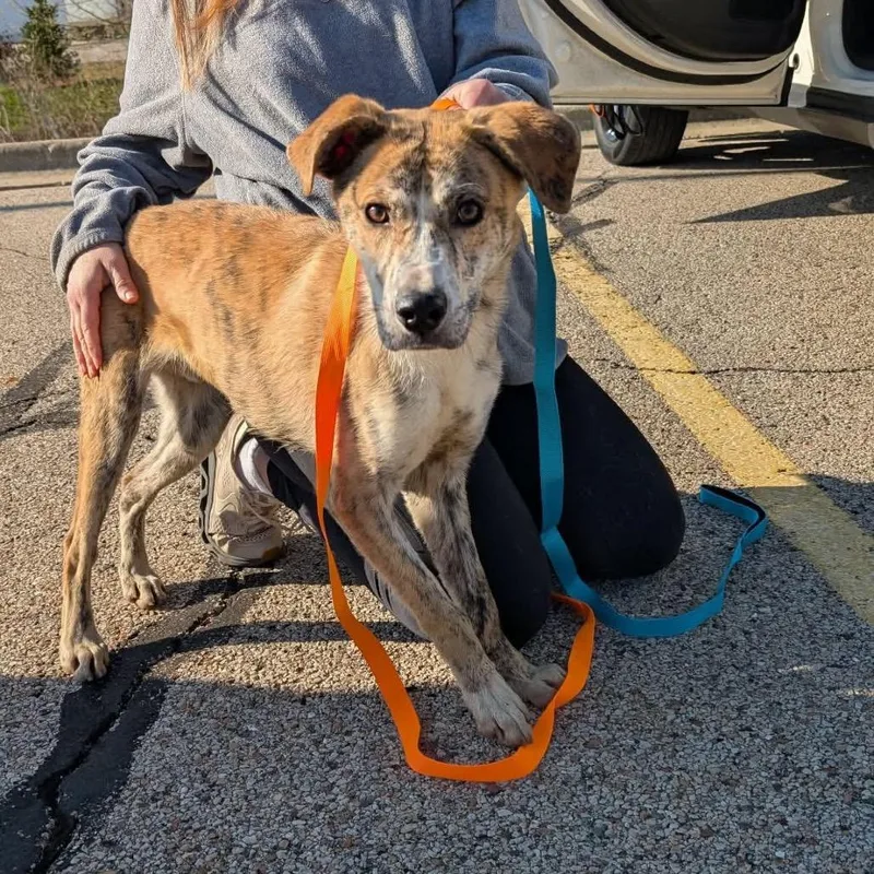 A young medium-sized male Hound dog named Tex for adoption in St. Charles, IL