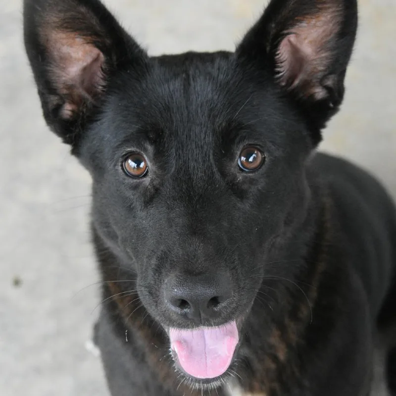 An adult medium-sized female Black Shepherd dog named Coral for adoption in Columbus, NC