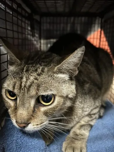 An adult large-sized male Domestic Short Hair cat named Sabrino for adoption in Van Nuys, CA