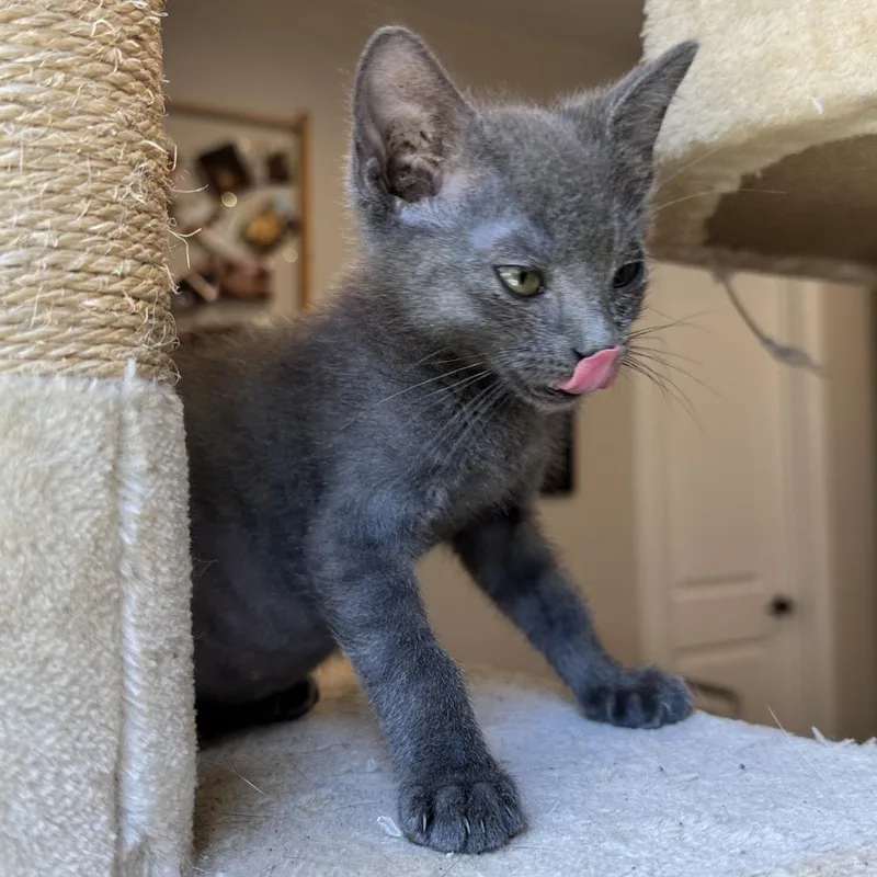 A baby small-sized male Gray / Blue / Silver Domestic Short Hair cat named Yuta Okkotsu for adoption in Austin, TX