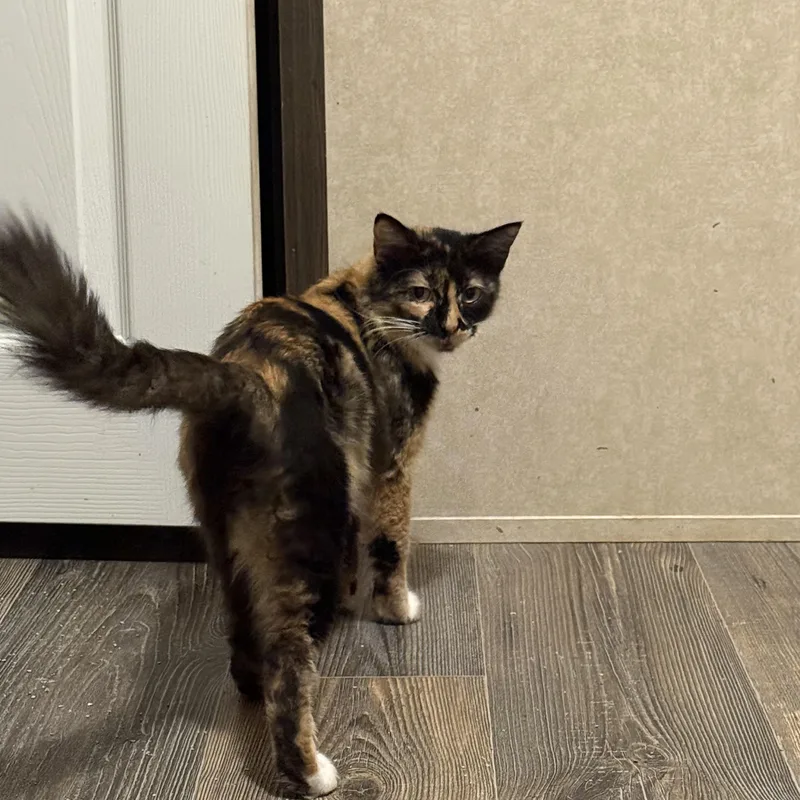 Lola Ii thumbnail 4