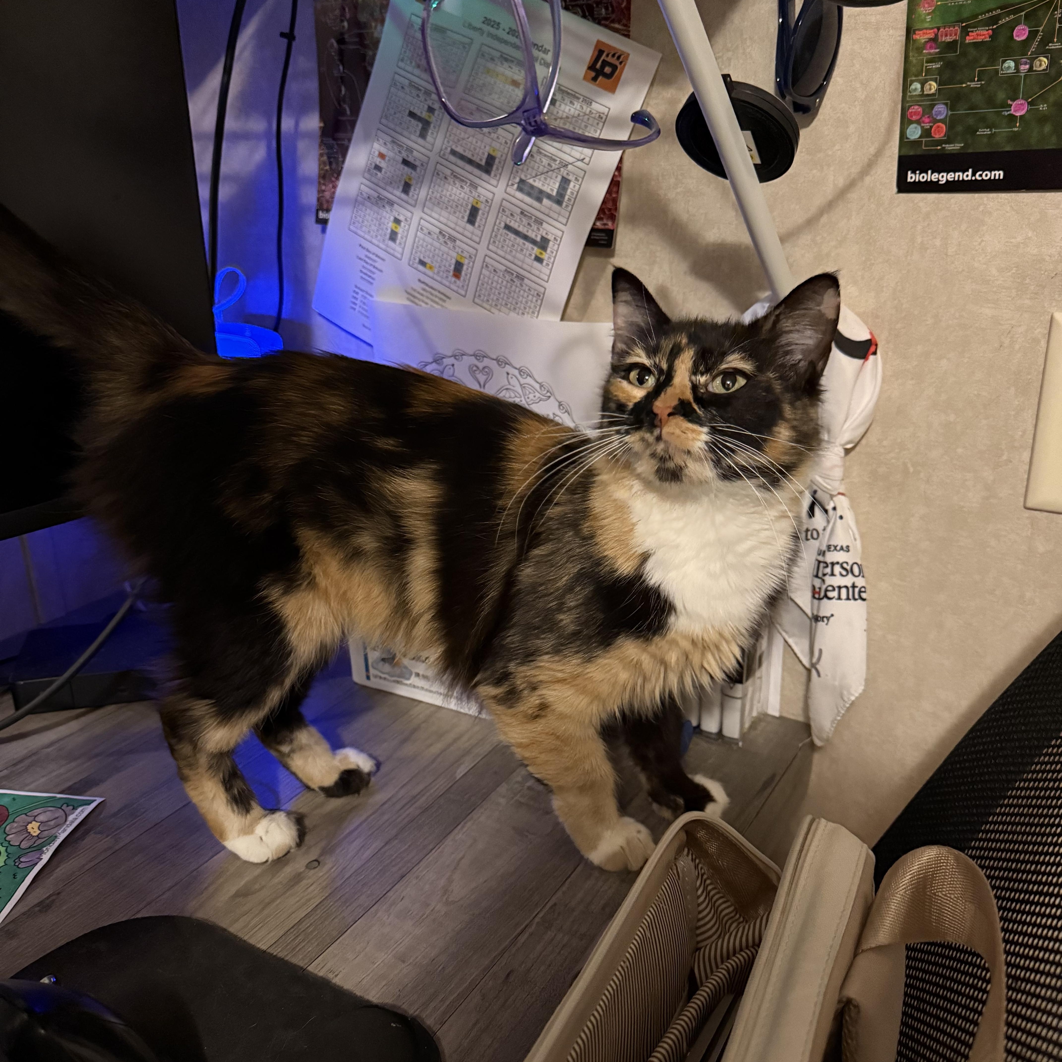 Lola Ii thumbnail 5