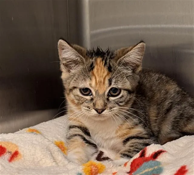 A baby small-sized female Domestic Short Hair cat named Masala for adoption in Tustin, CA
